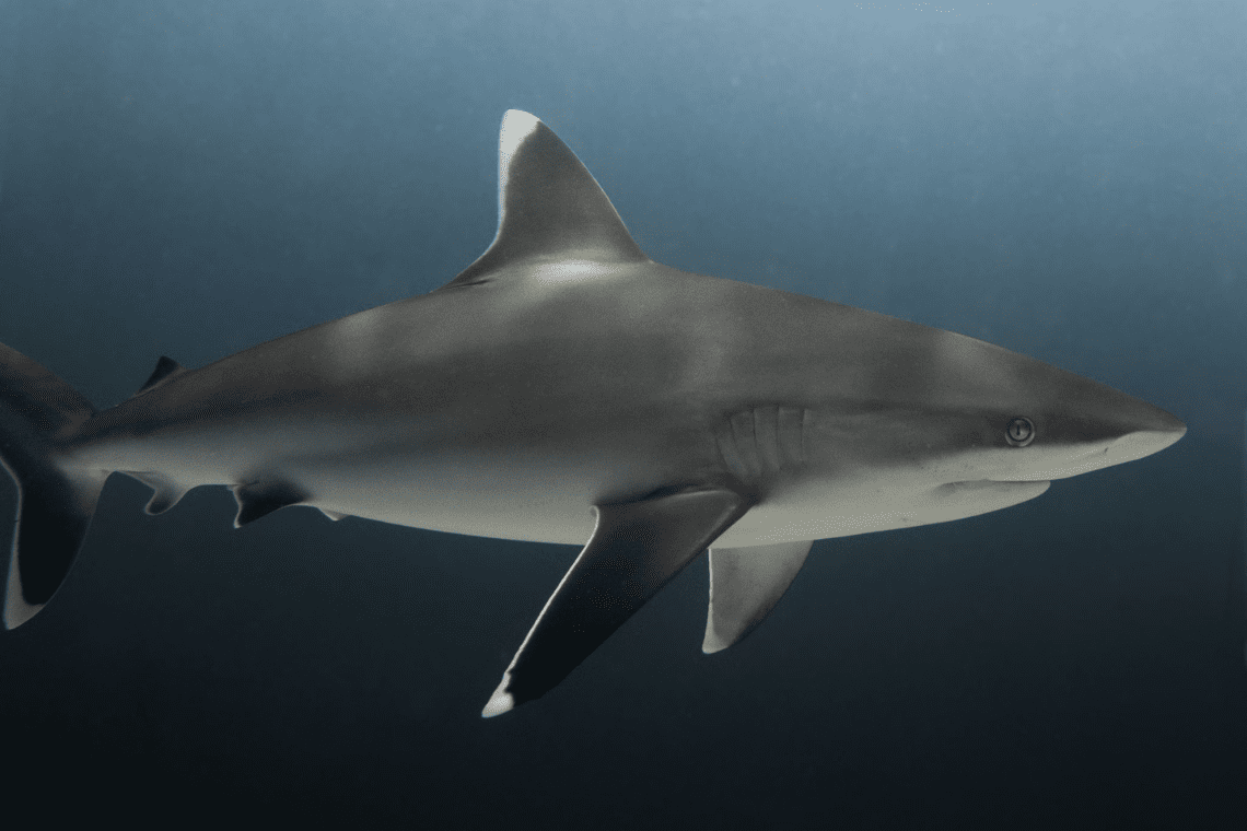 Pelagic Divers 