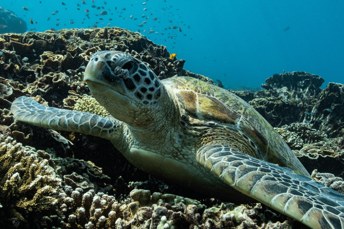 Moko Alor Dive Moko Alor Dive