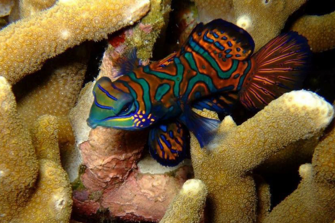 Moko Alor Dive Moko Alor Dive