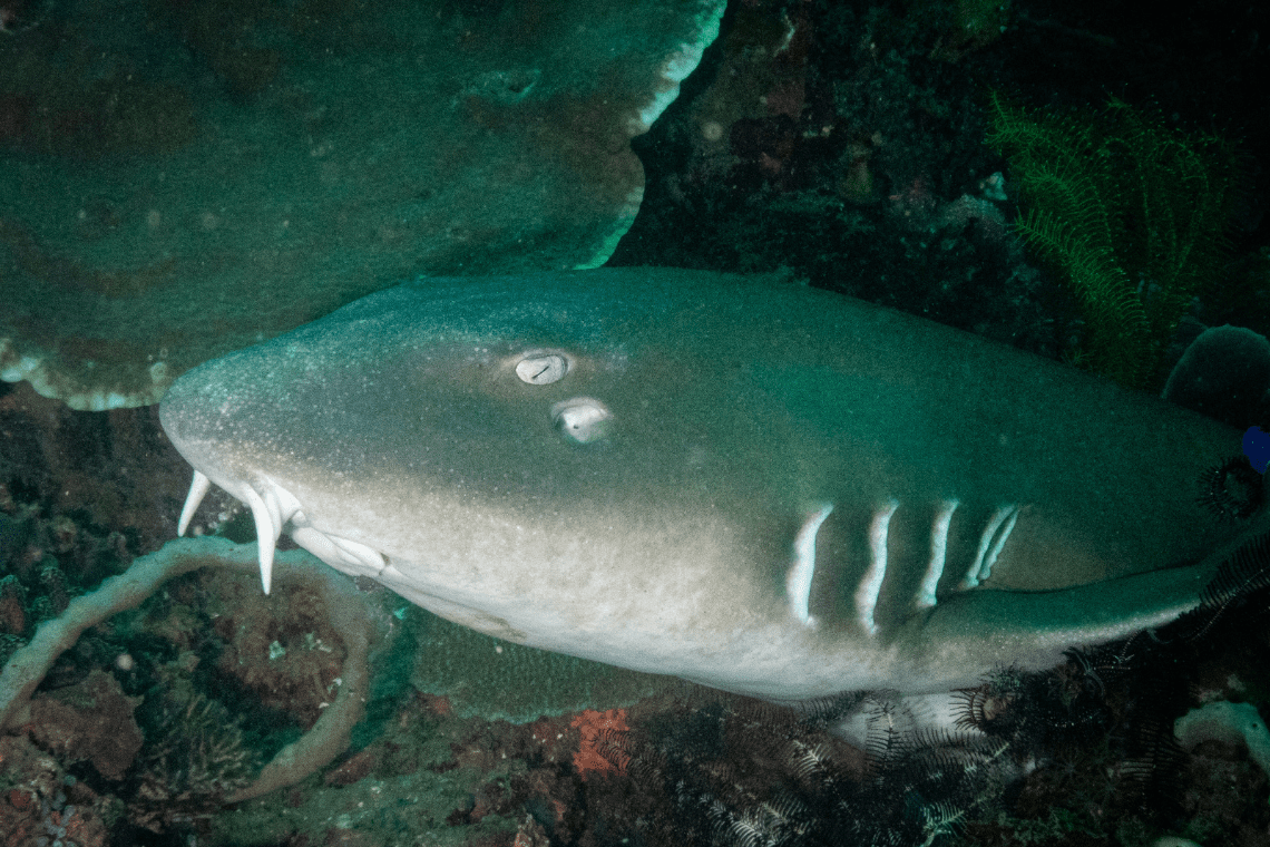Moko Alor Dive Moko Alor Dive