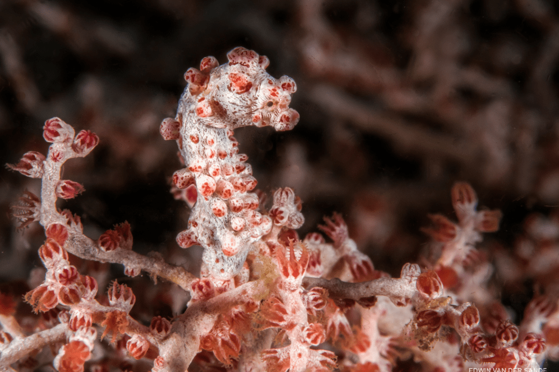 Murex Manado Dive Resort