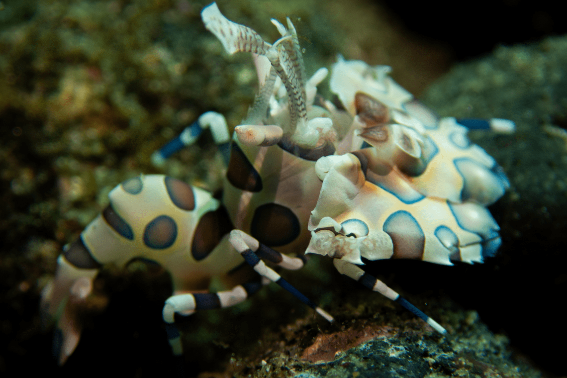 Moko Alor Dive Moko Alor Dive