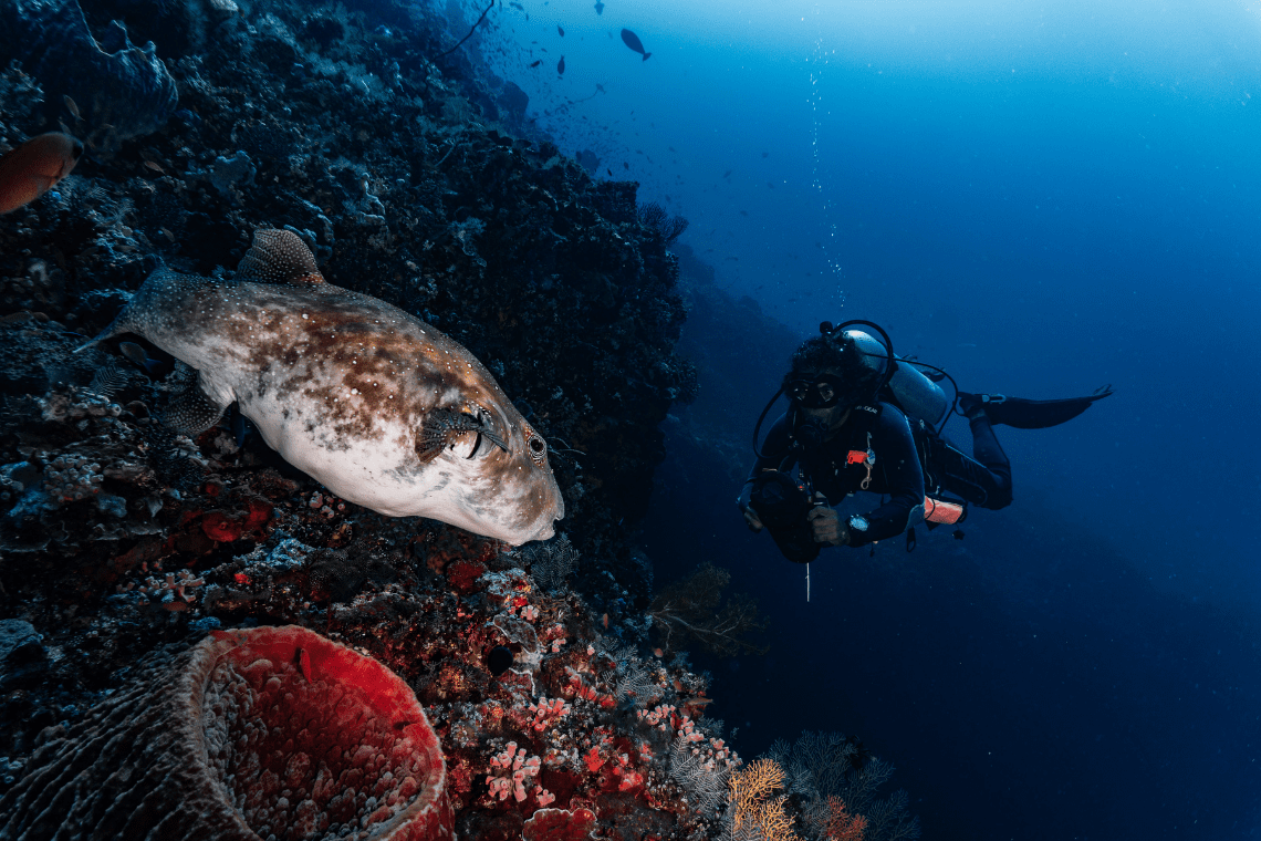 Moko Alor Dive Moko Alor Dive