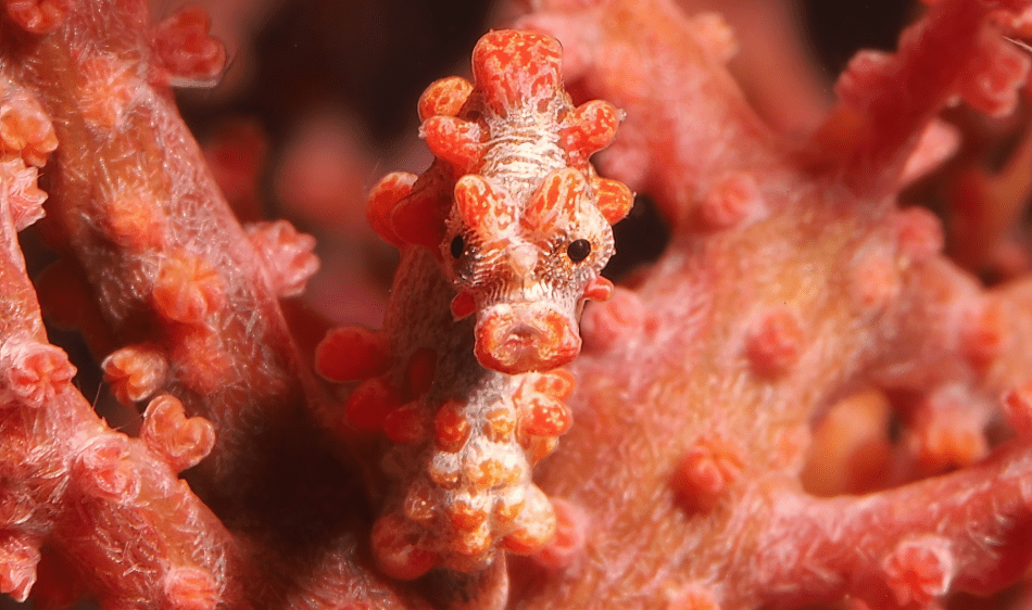 Easy Diving en Beach Resort