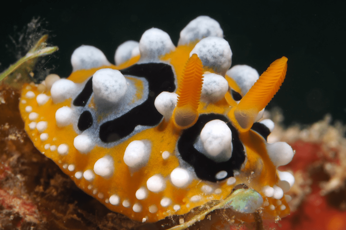 Easy Diving en Beach Resort