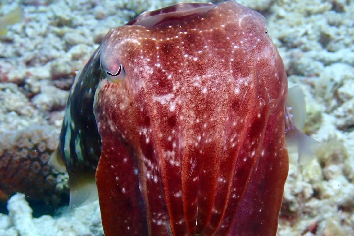 Mimpi Indah Resort - Diving Holidays Mimpi Indah Resort - Diving Holidays