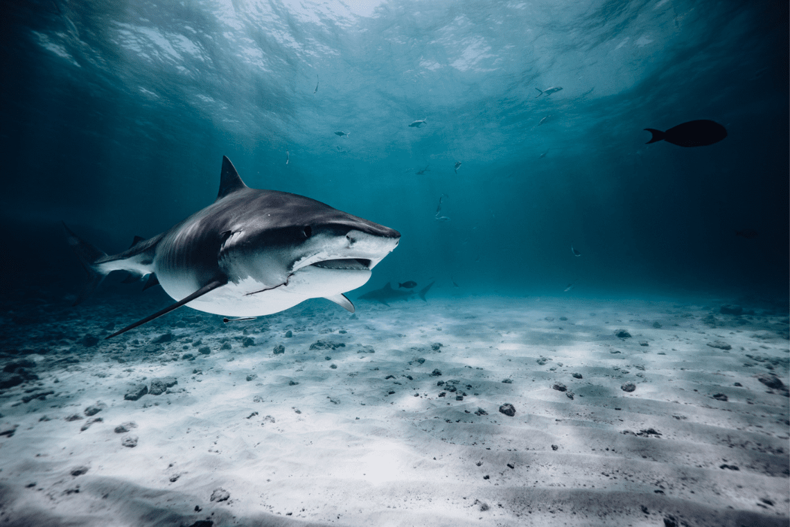 Pelagic Divers 